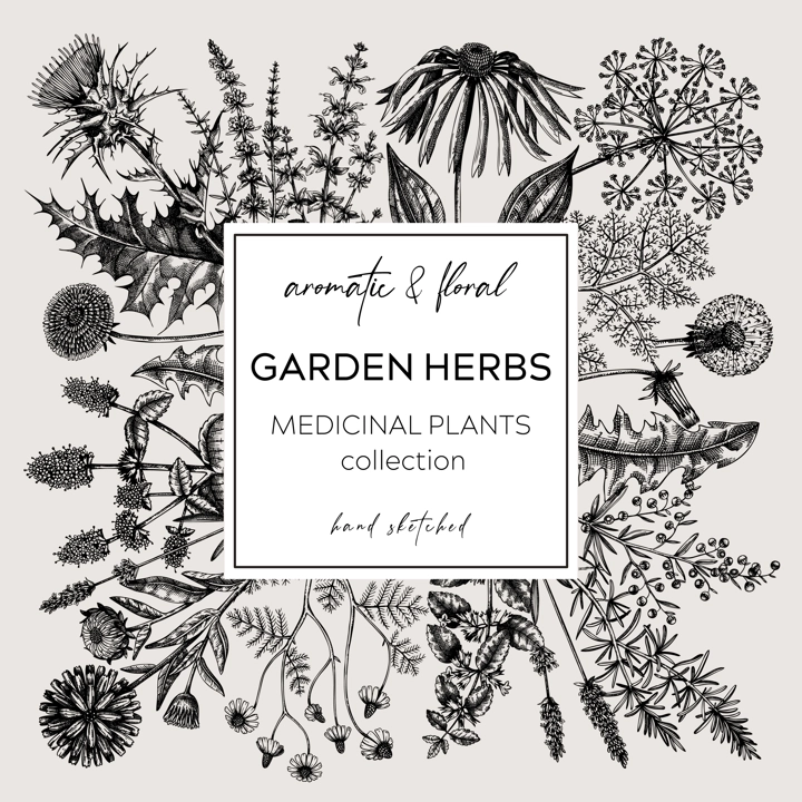 Vintage herbs wreath. Sketched aromatic plants border. Botanical design. Herbal tea ingredient sketches. Hand drawn flowers banners for cosmetics, perfumery, herbal medicine. Floral card template